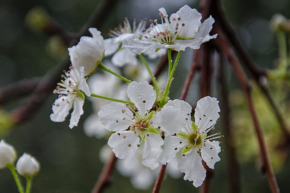 bradford pear tree blossom