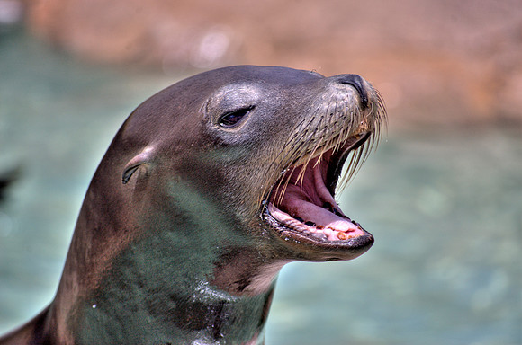 california sea lion