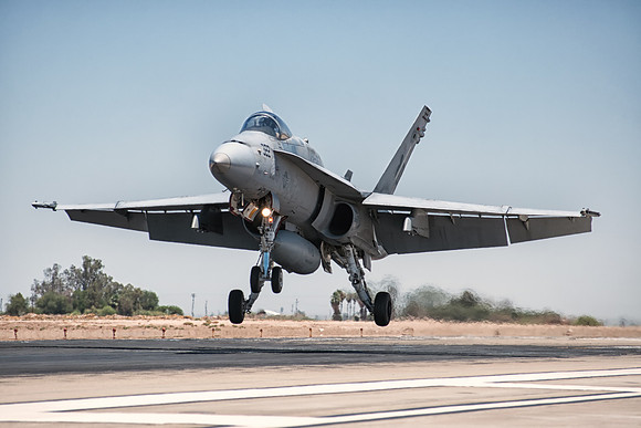 hornet