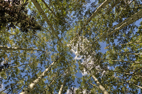towering aspens