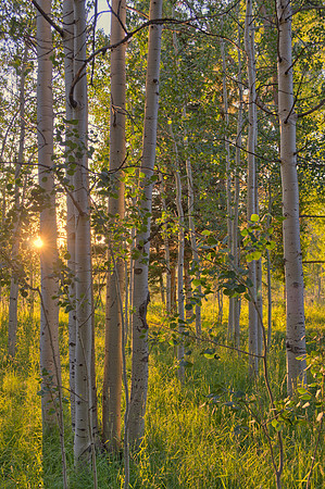 sunset at the pines ranch
