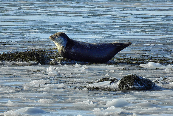 grey seal