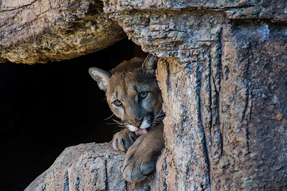 cougar