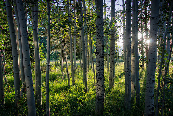 the pines ranch
