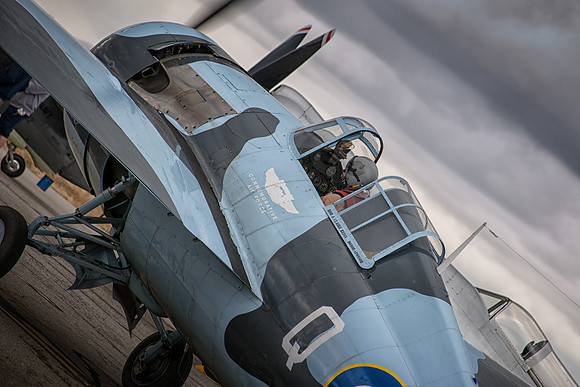 wild wildcat