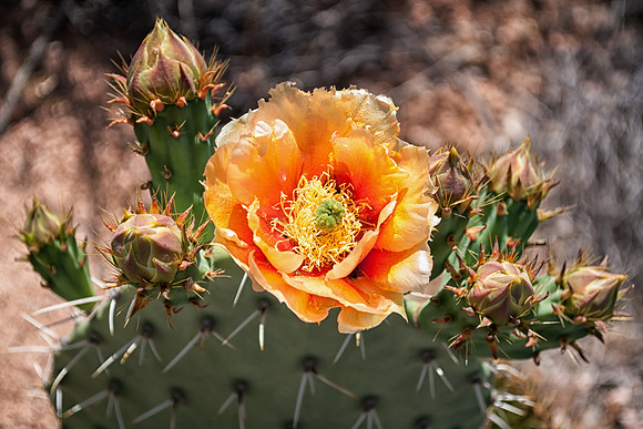 prickly pear flower