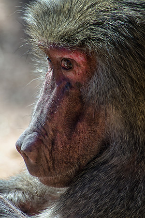 hamadryas baboon