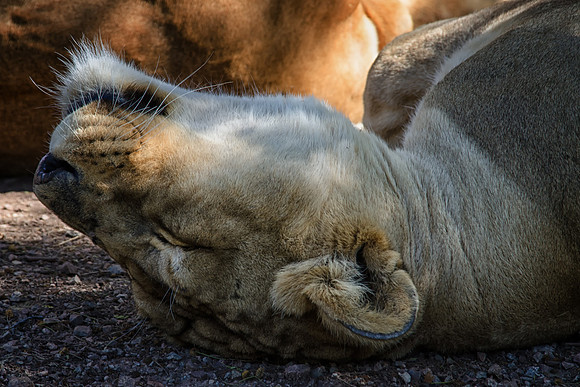 african lion