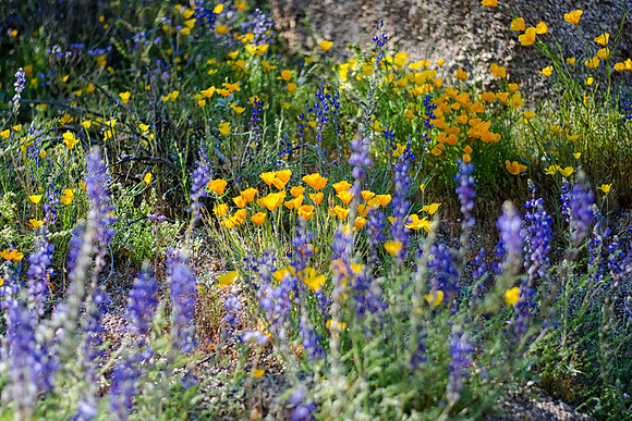 arizona wildflowers