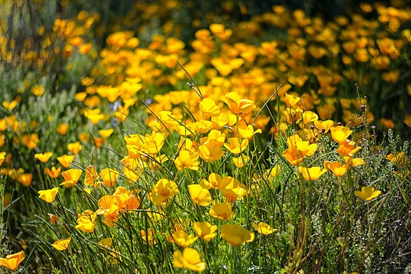 mexican poppies
