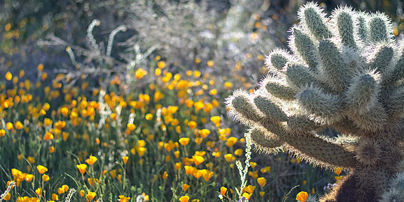 sonoran wildflowers