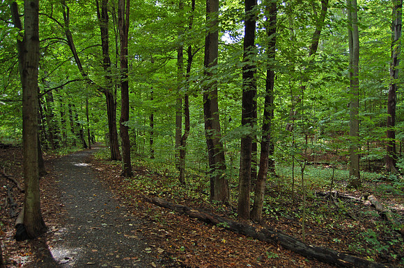 sacred grove