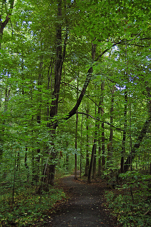 sacred grove