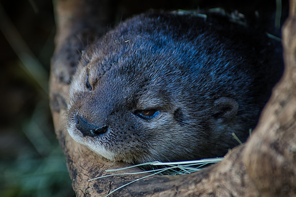 spotted-necked otter