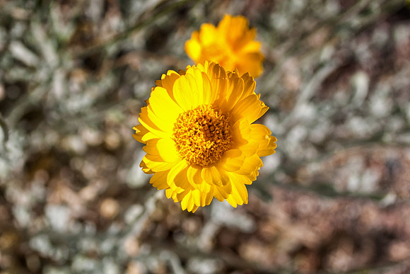 wild desert marigold