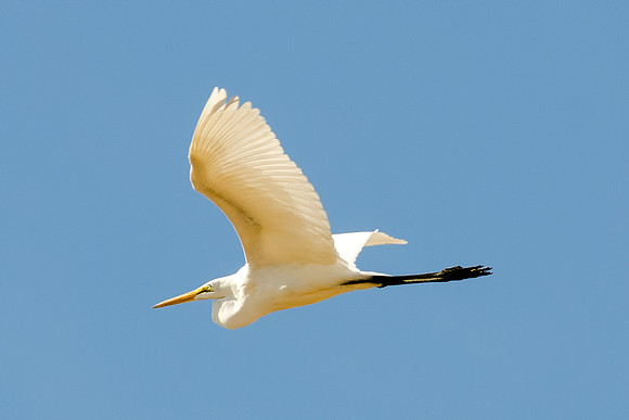 great egret