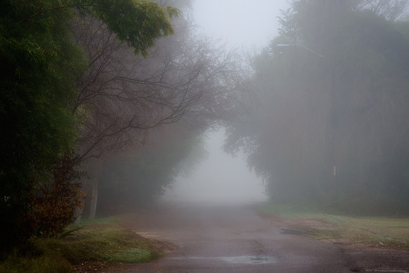 foggy phoenix