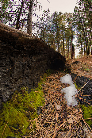 dead wood