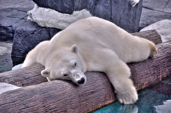 polar bear