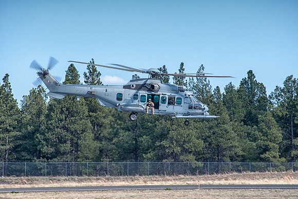 caracal