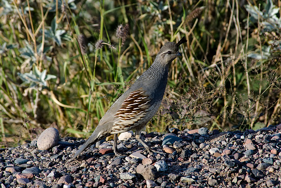 gambel's quail