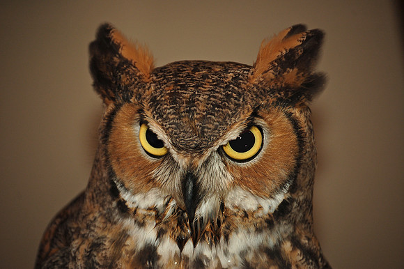 great horned owl