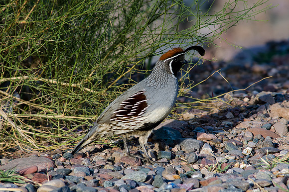 gambel's quail