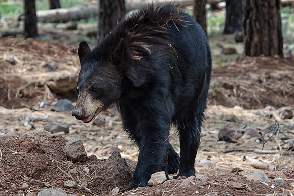 black bear