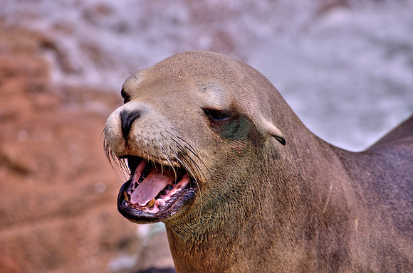 california sea lion