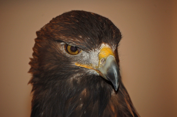 golden eagle