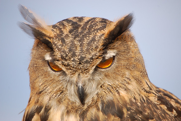 eagle owl