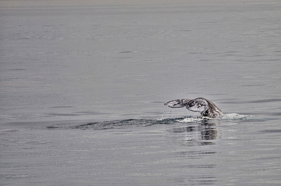 gray whale