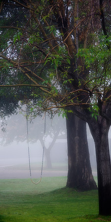 foggy phoenix