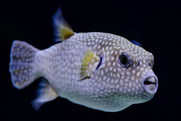 guineafowl puffer