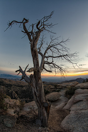 sunset sentinel
