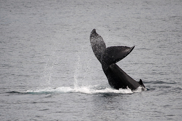 humpback whale